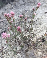 Asperula tephrocarpa