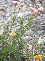 Asperula tephrocarpa