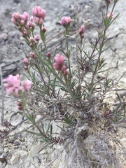 Asperula tephrocarpa