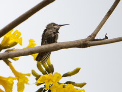Chrysolampis mosquitus