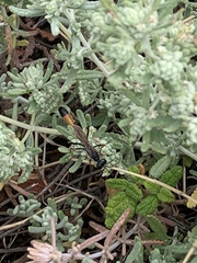 Ammophila heydeni