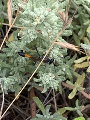 Ammophila heydeni