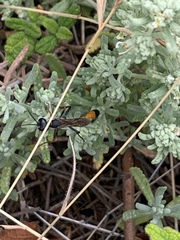 Ammophila heydeni