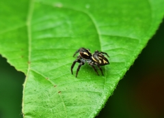 Salticidae