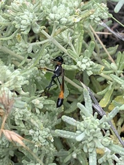 Ammophila heydeni