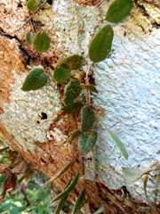 Microgramma piloselloides