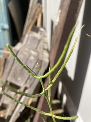 Anthocharis cardamines