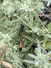 Ammophila heydeni