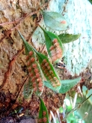 Microgramma piloselloides