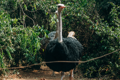 Struthio camelus