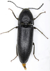 Melanotus punctolineatus