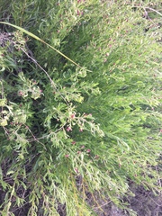 Scrophularia cretacea