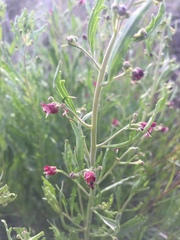 Scrophularia cretacea