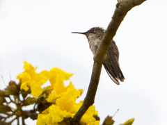 Chrysolampis mosquitus
