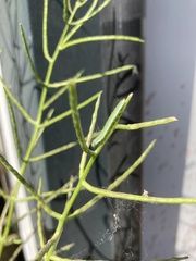 Anthocharis cardamines