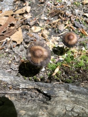 Panaeolus cinctulus