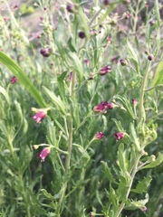 Scrophularia cretacea