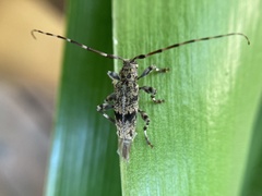 Graphisurus fasciatus