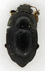 Meligethes flavimanus