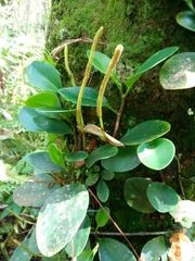 Peperomia obtusifolia