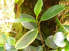 Peperomia obtusifolia