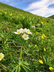 Anemonastrum fasciculatum