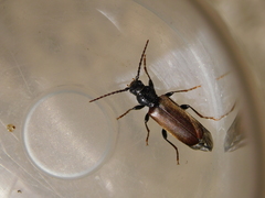 Tetropium castaneum