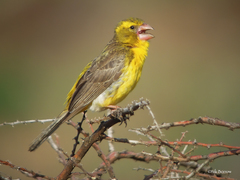 Crithagra donaldsoni