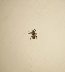 Mechistocerus
