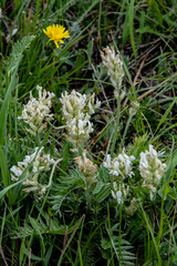 Oxytropis candicans