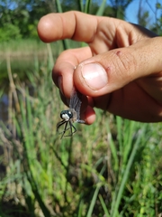 Leucorrhinia caudalis