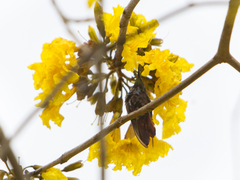 Chrysolampis mosquitus