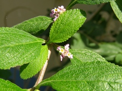 Lippia alba