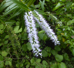 Veronica stricta stricta