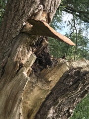 Cerioporus squamosus