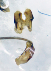 Meligethes flavimanus