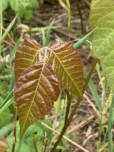 photo of Poison Ivy (Toxicodendron radicans)