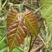 photo of Poison Ivy (Toxicodendron radicans)