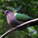 Emerald Doves - Photo (c) David Cook, some rights reserved (CC BY-NC)