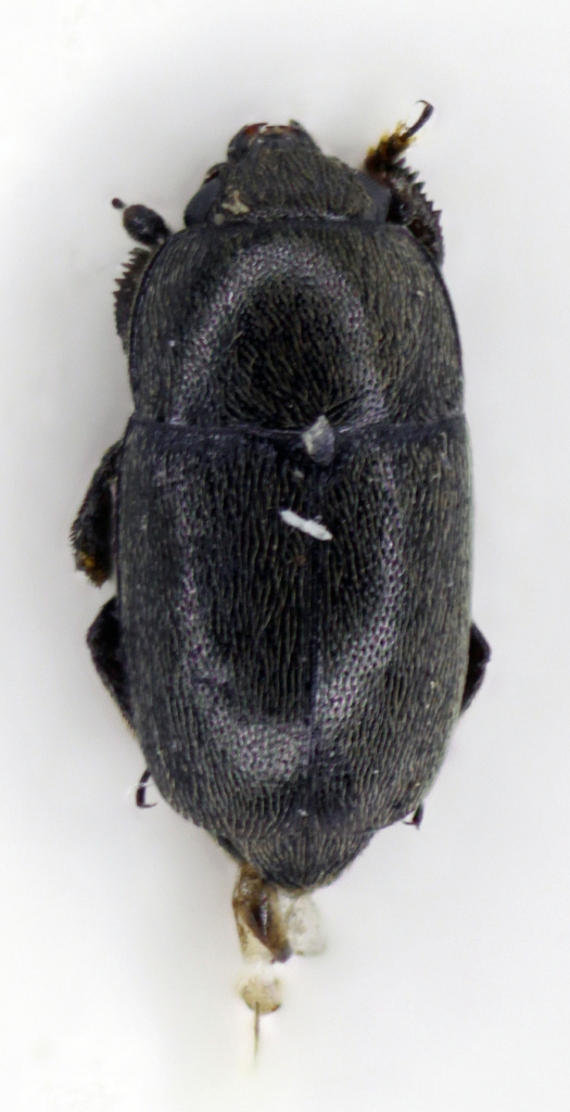 Meligethes planiusculus