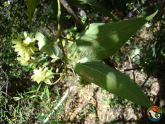 Montanoa leucantha