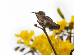 Chrysolampis mosquitus