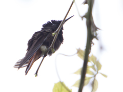 Chrysolampis mosquitus