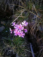 Primula halleri