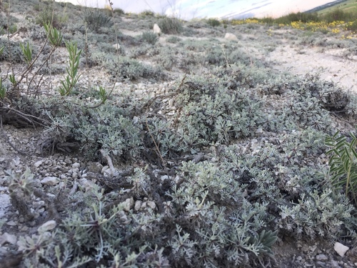 Image of Artemisia hololeuca by (c) Елена Патерикина, some rights reserved (CC BY)