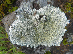 Xanthoparmelia plittii