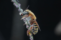 Megachile azteca