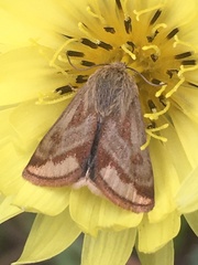 Schinia mitis