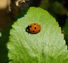 Coccinella septempunctata