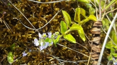 Veronica officinalis